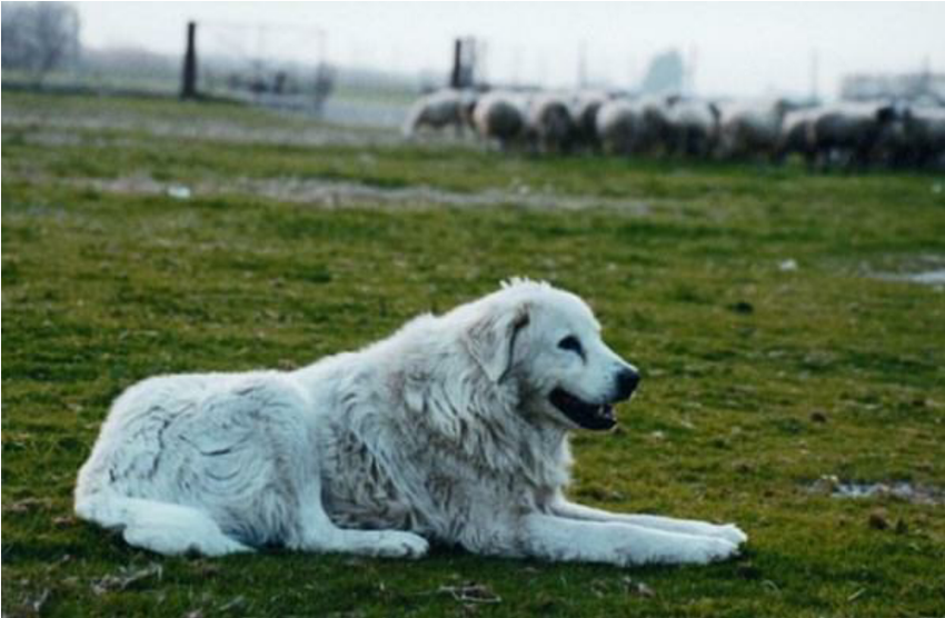 Greek Shepherd Dogs
